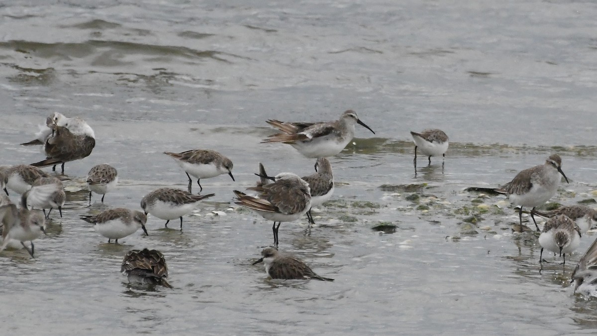 Piovanello comune - ML646315785