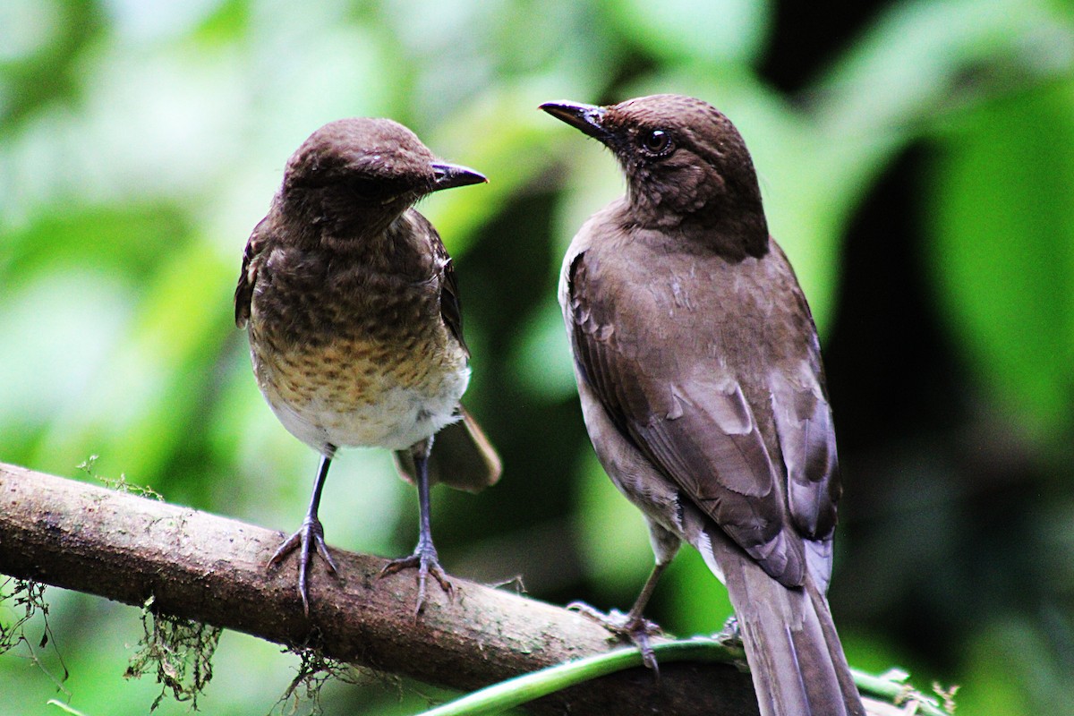 Черноклювый дрозд - ML646315786