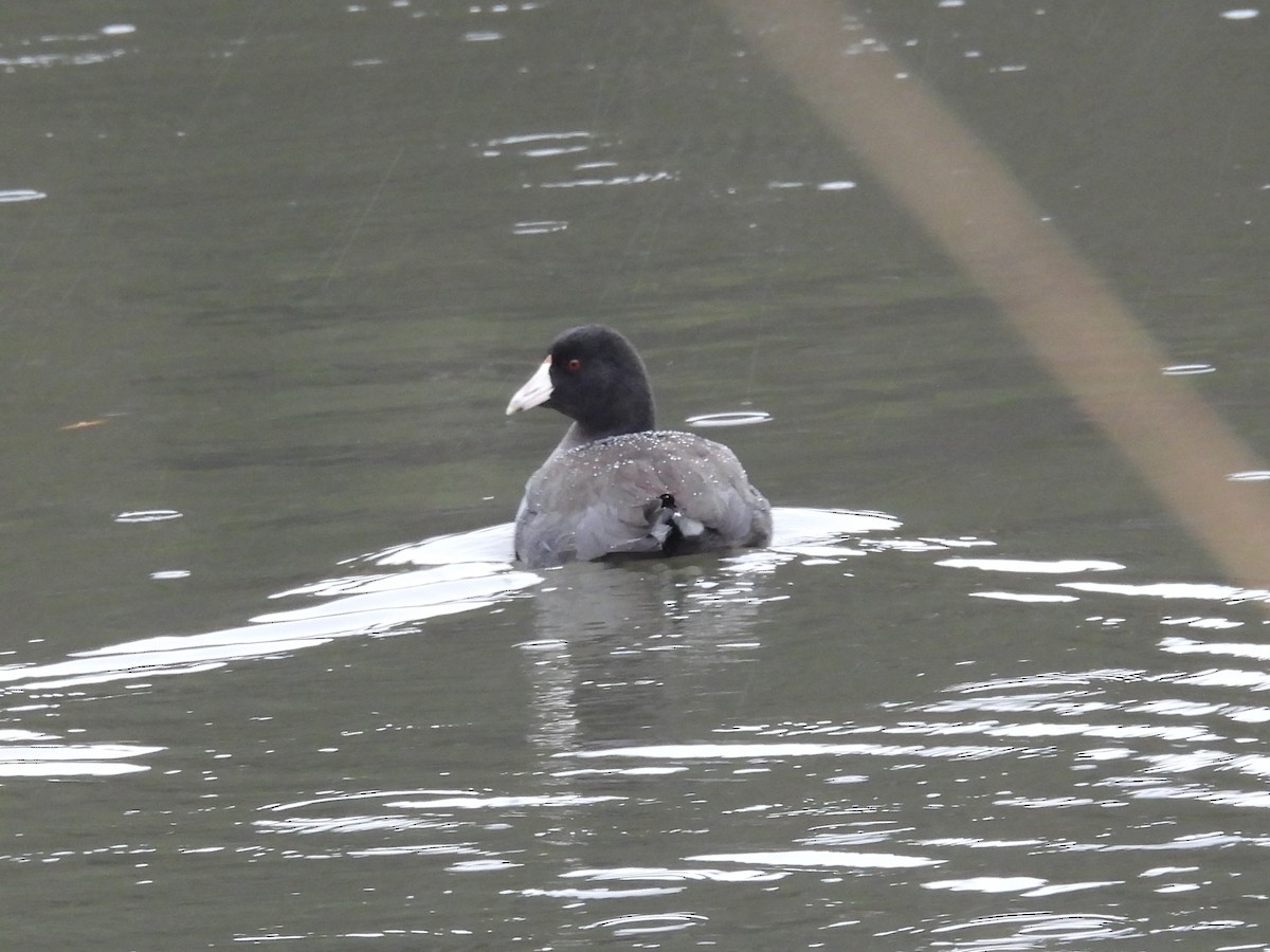 Лиска американська - ML646315789