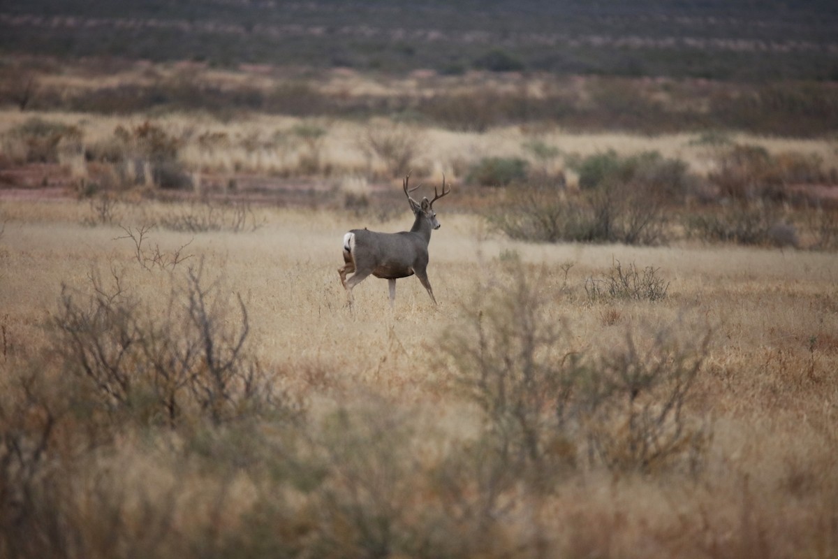 Mule Deer - ML646315790
