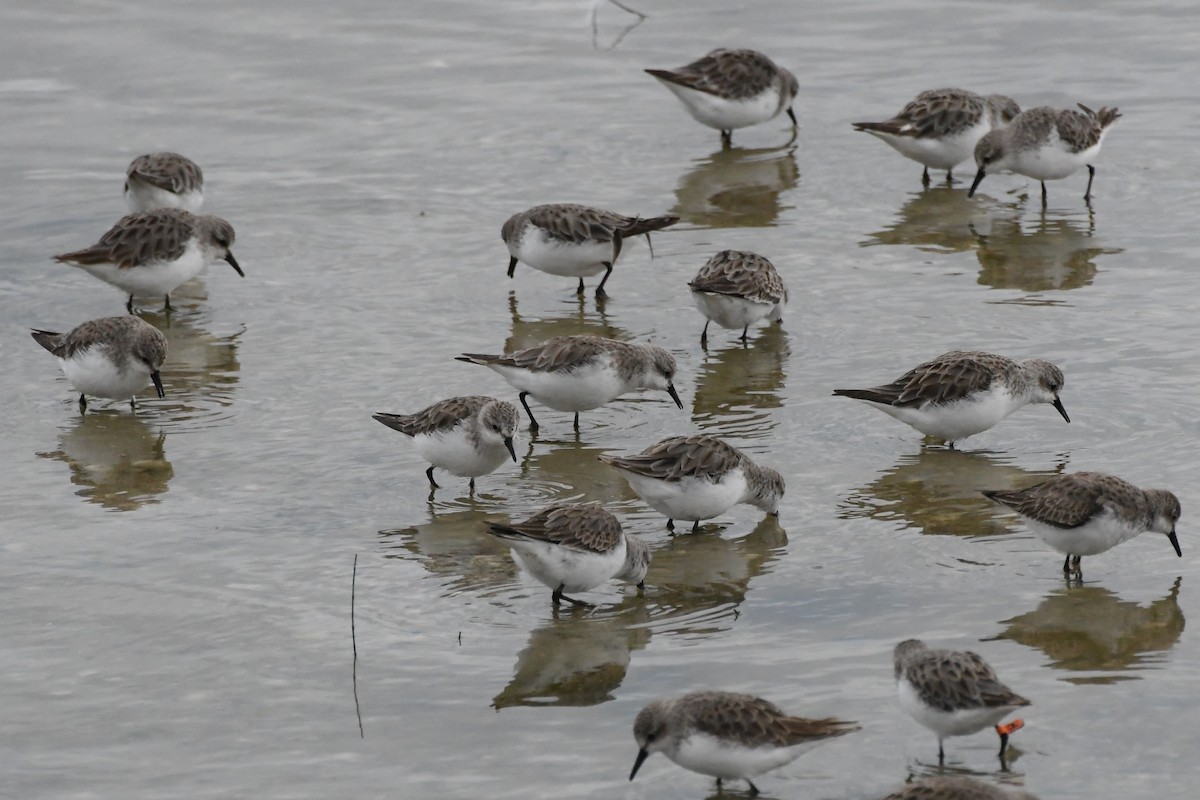 Gambecchio collorosso - ML646315796