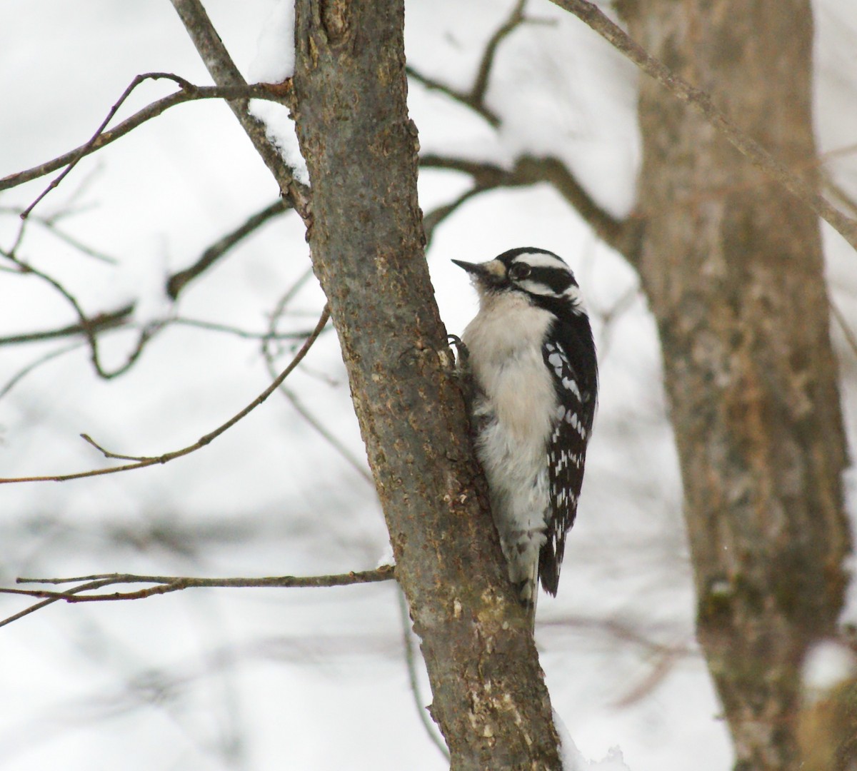 Downy Woodpecker - ML646315799