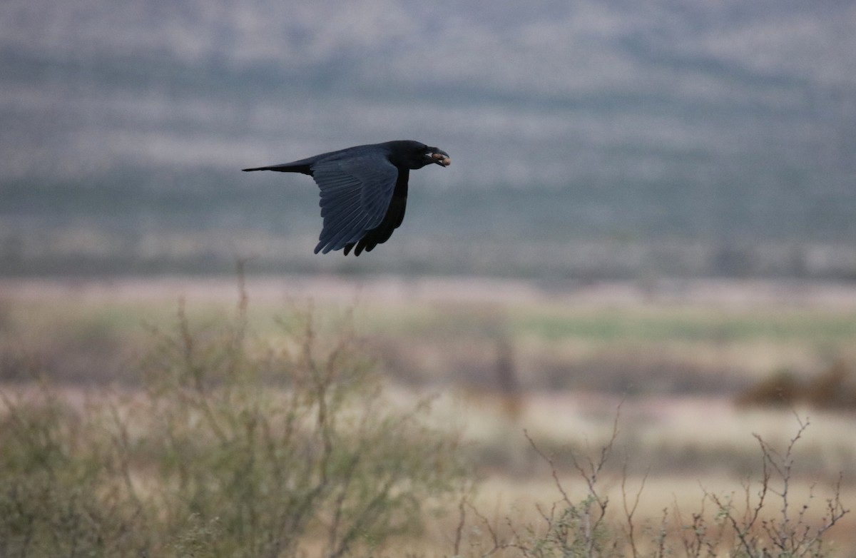 raven sp. - ML646315800