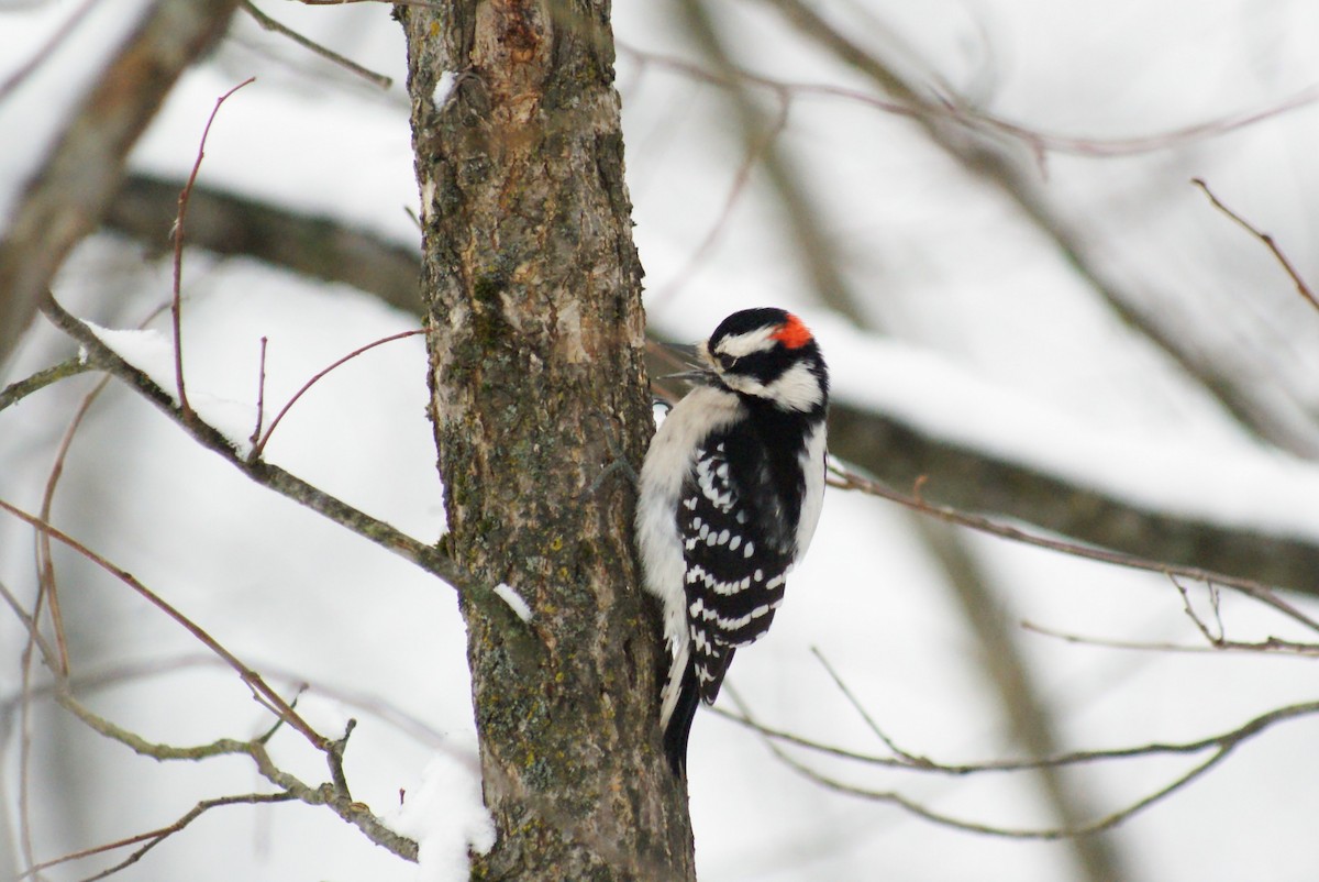 Downy Woodpecker - ML646315802