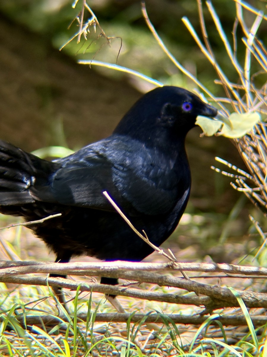 Satin Bowerbird - ML646315804