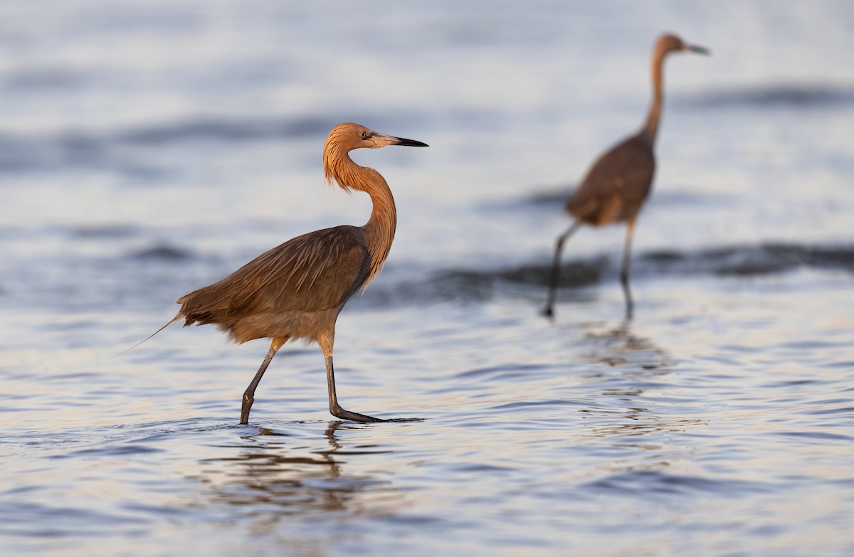 Reddish Egret - ML646315805