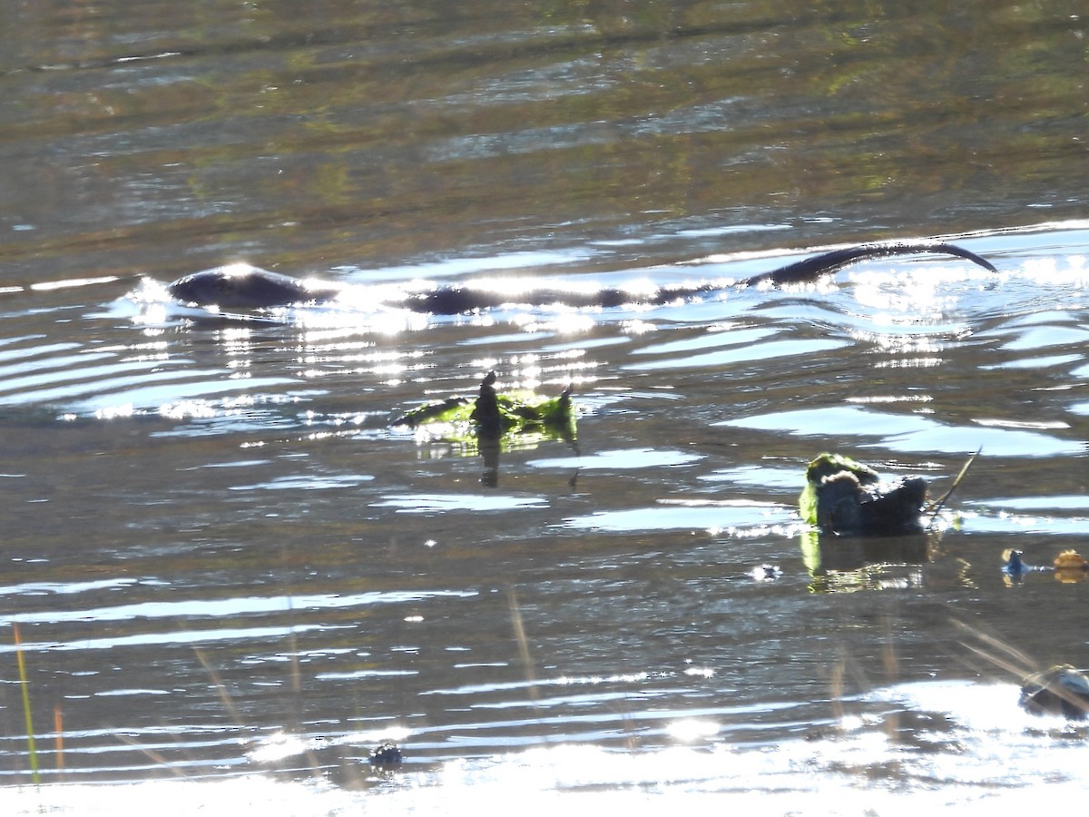 North American River Otter - ML646315807