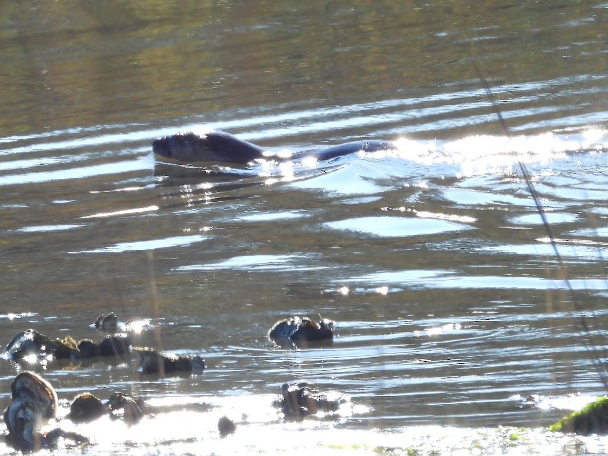 North American River Otter - ML646315808