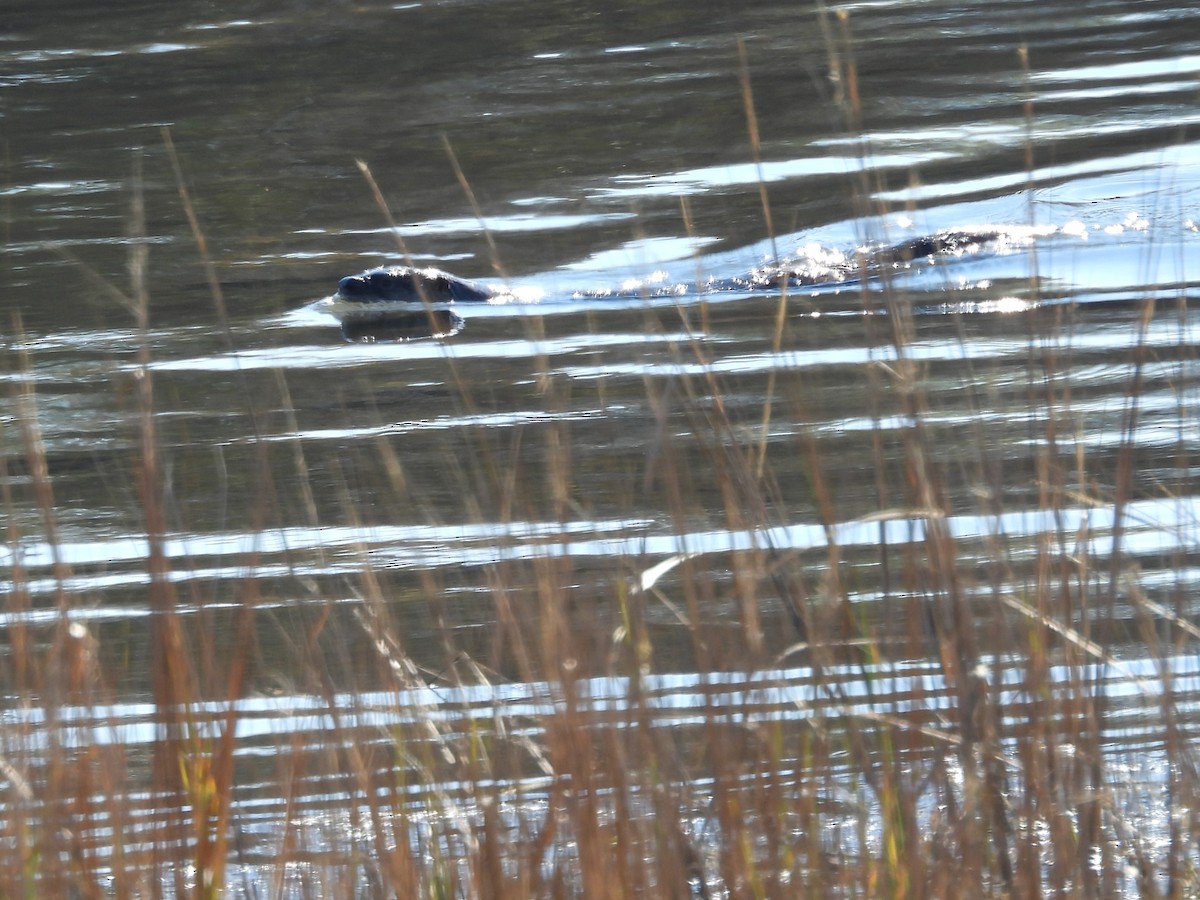 North American River Otter - ML646315809