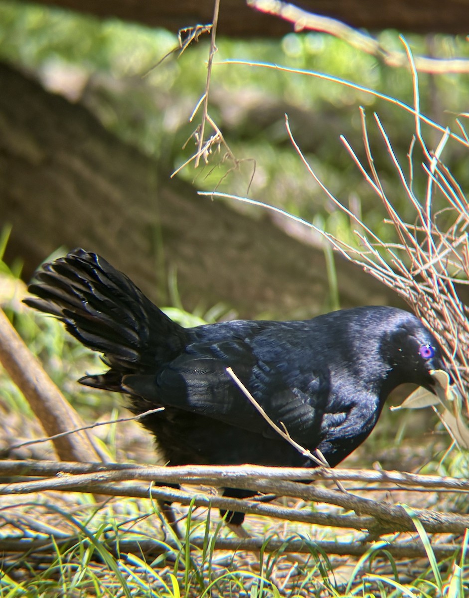 Атласный шалашник - ML646315810