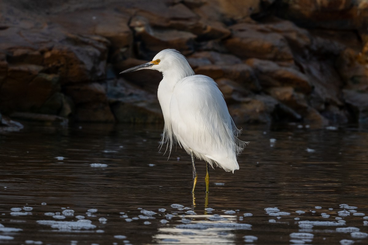 Snowy Egret - ML646315812