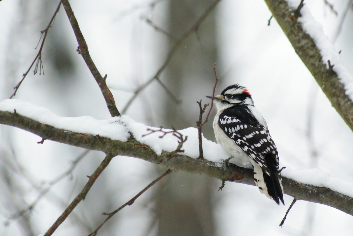 Downy Woodpecker - ML646315813