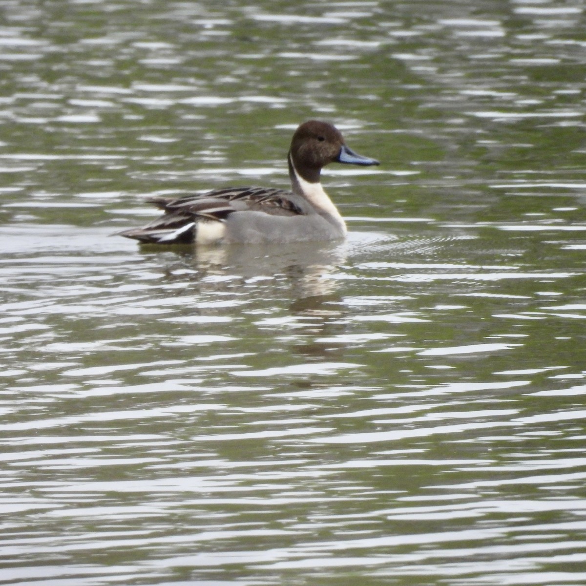 Northern Pintail - ML646315814