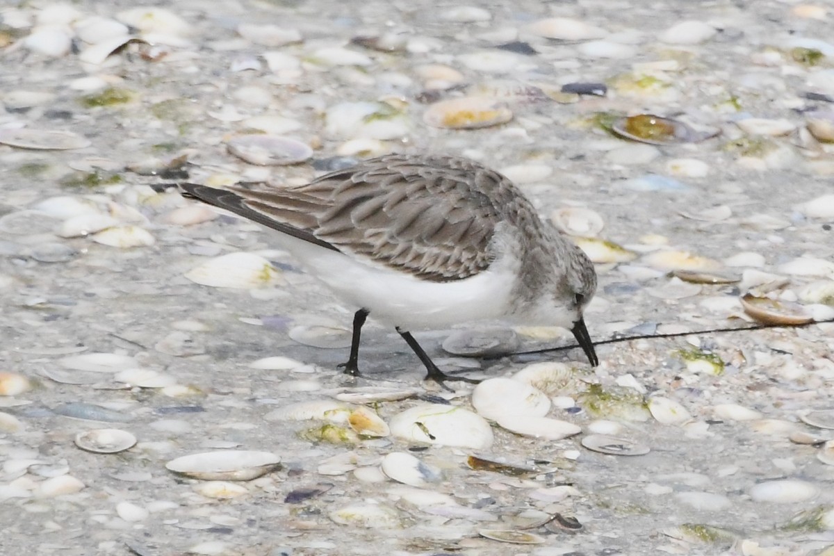 Red-necked Stint - ML646315815