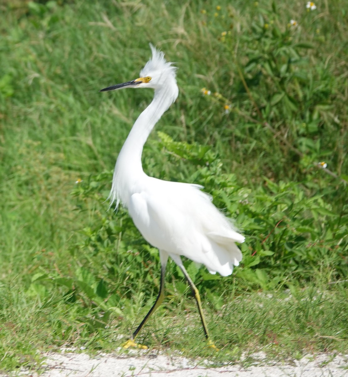 Snowy Egret - ML646315816