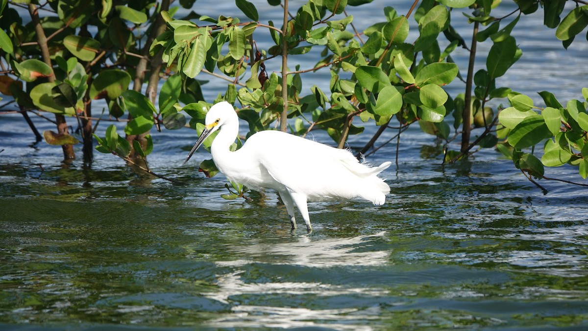 Snowy Egret - ML646315817