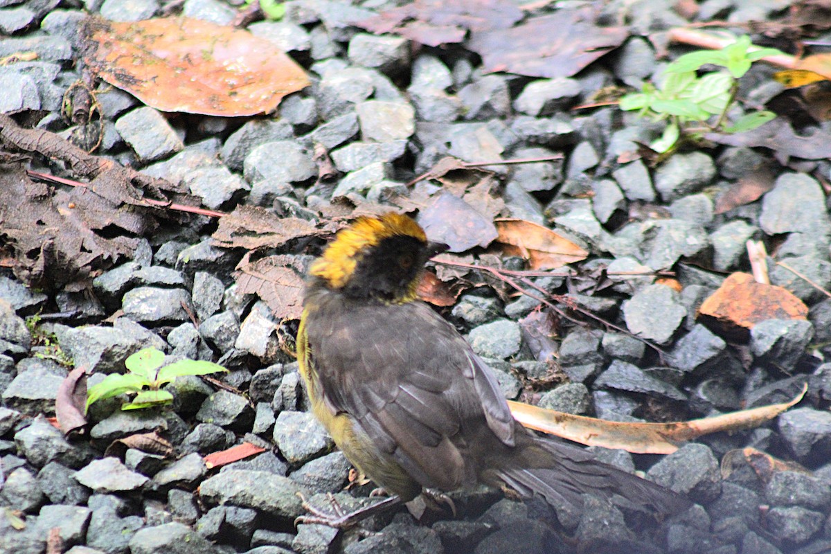 Choco Brushfinch - ML646315818