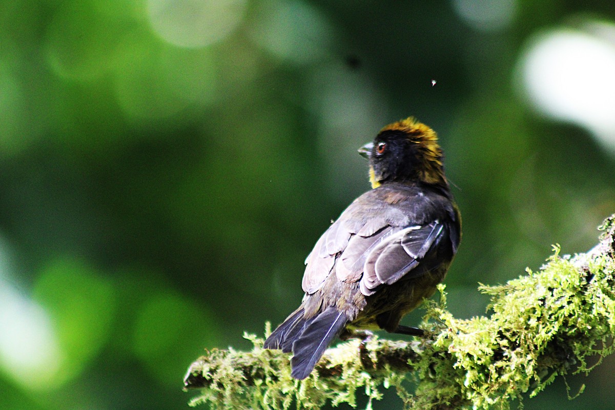 Choco Brushfinch - ML646315819