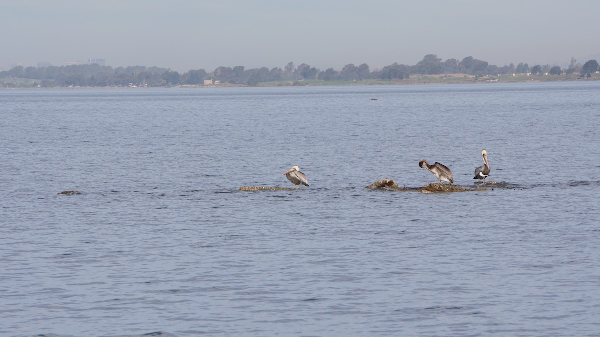 Brown Pelican - ML646315820