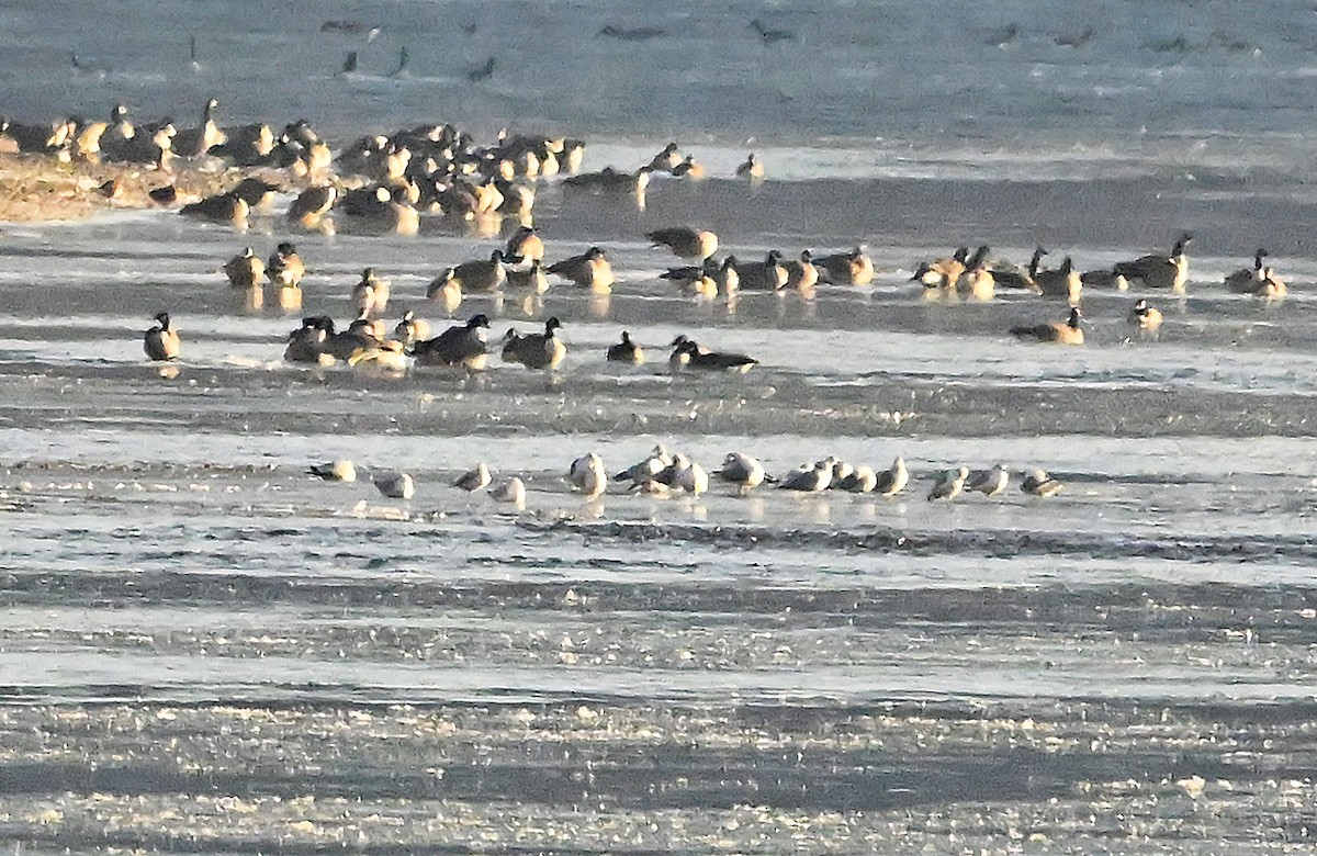Ring-billed Gull - ML646315821