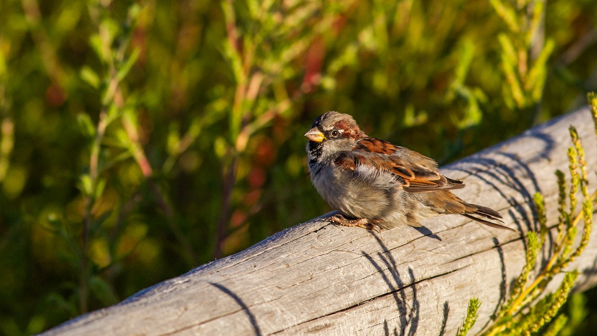House Sparrow - ML646315822