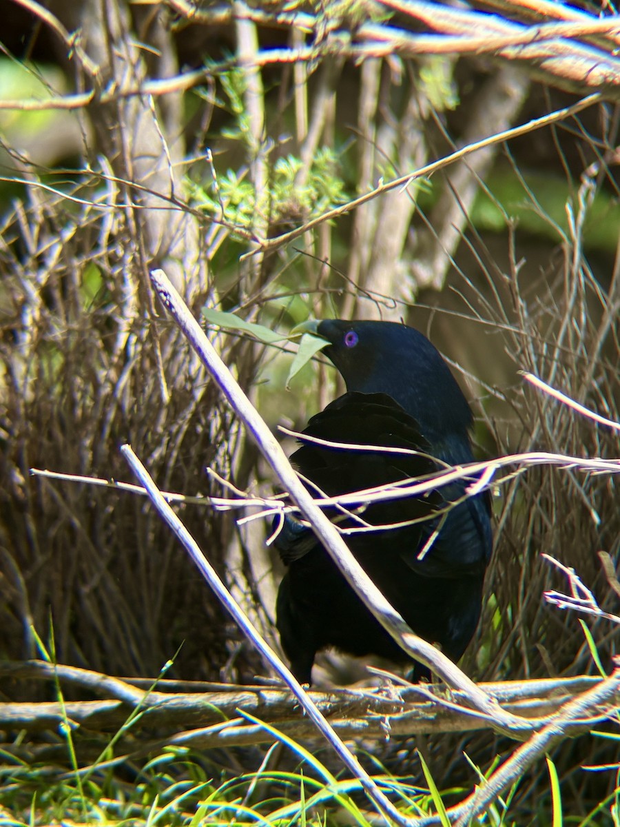 Satin Bowerbird - ML646315823