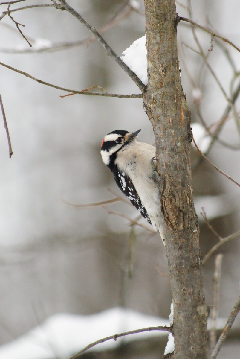 Downy Woodpecker - ML646315824