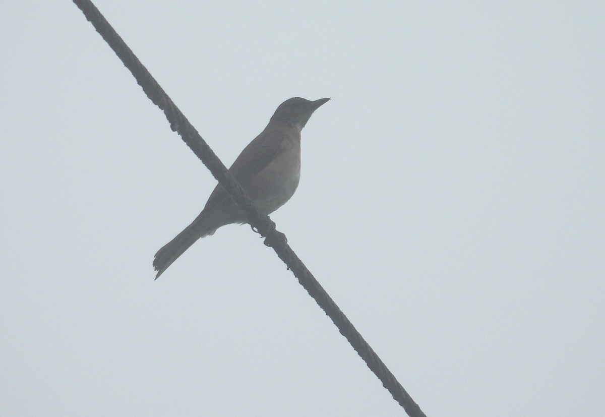 Black-billed Thrush - ML646315825