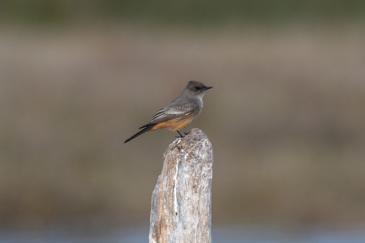 Say's Phoebe - ML646315826