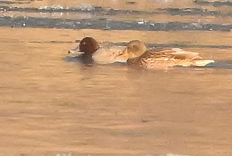 Redhead - ML646315827