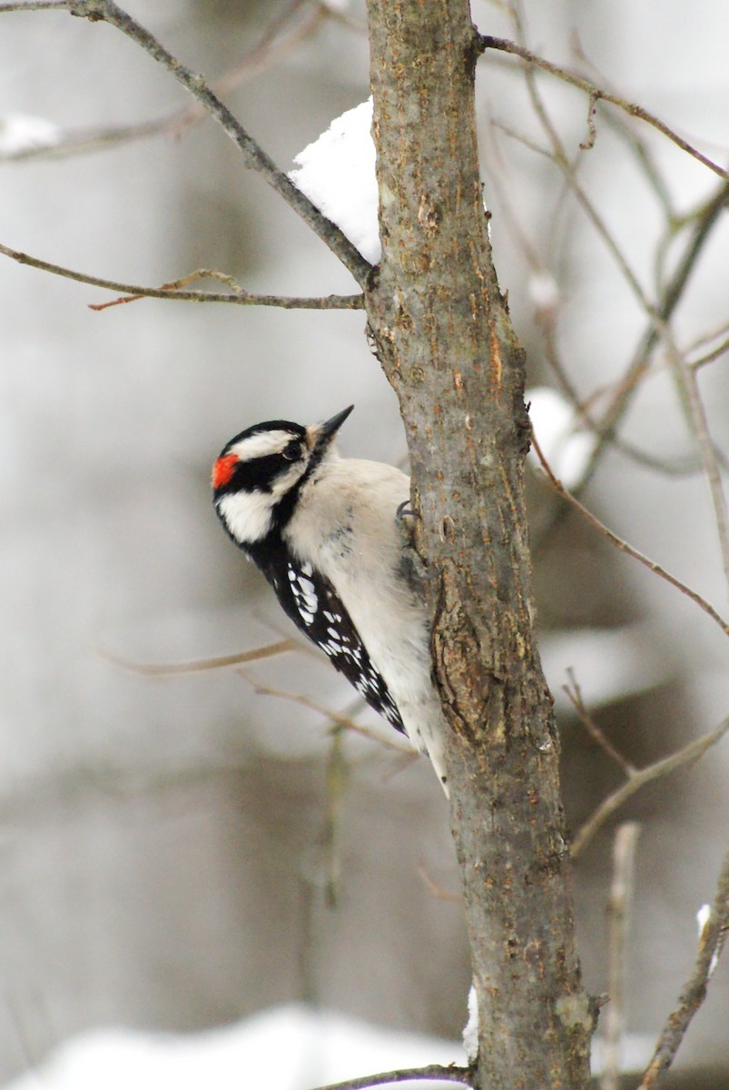 Downy Woodpecker - ML646315828