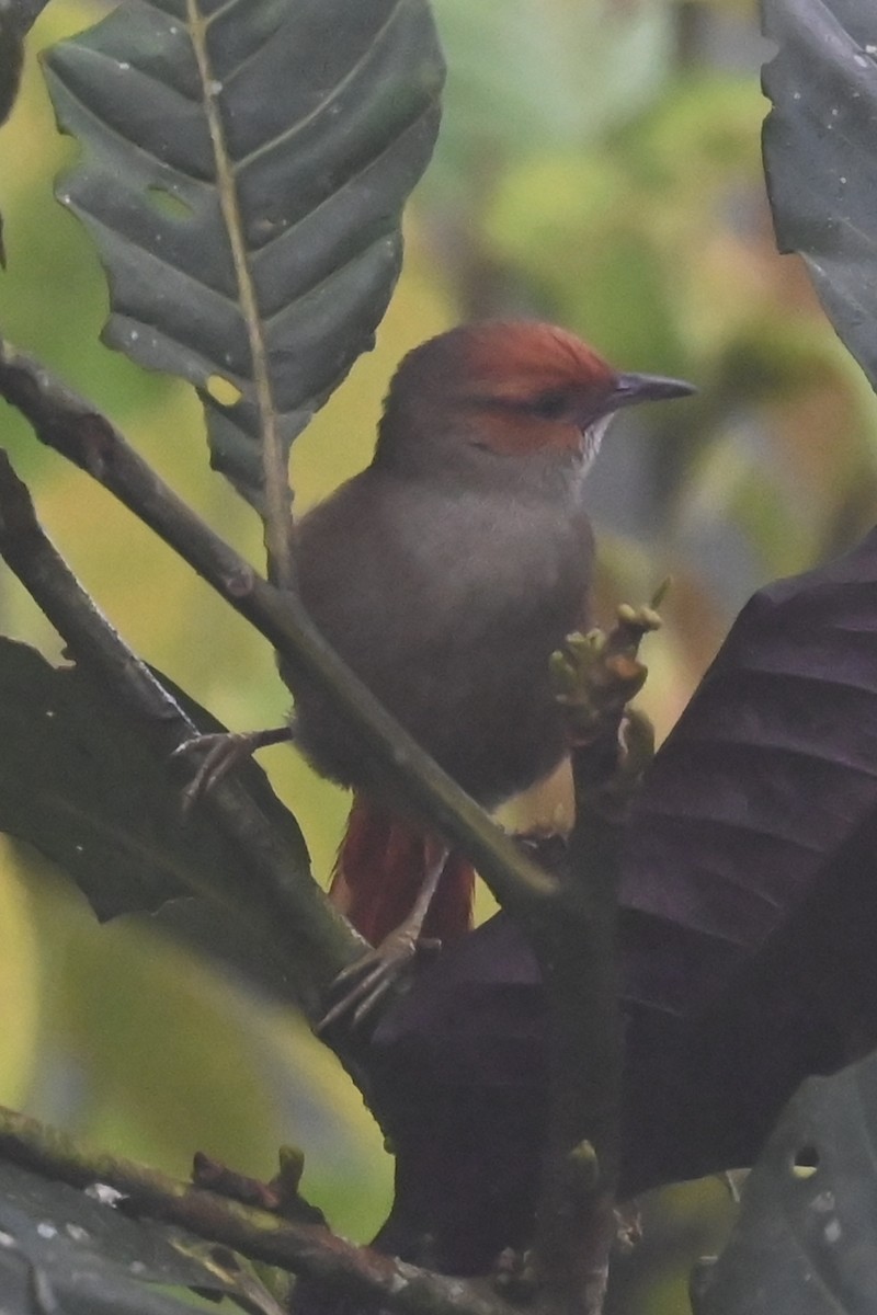 Red-faced Spinetail - ML646315829