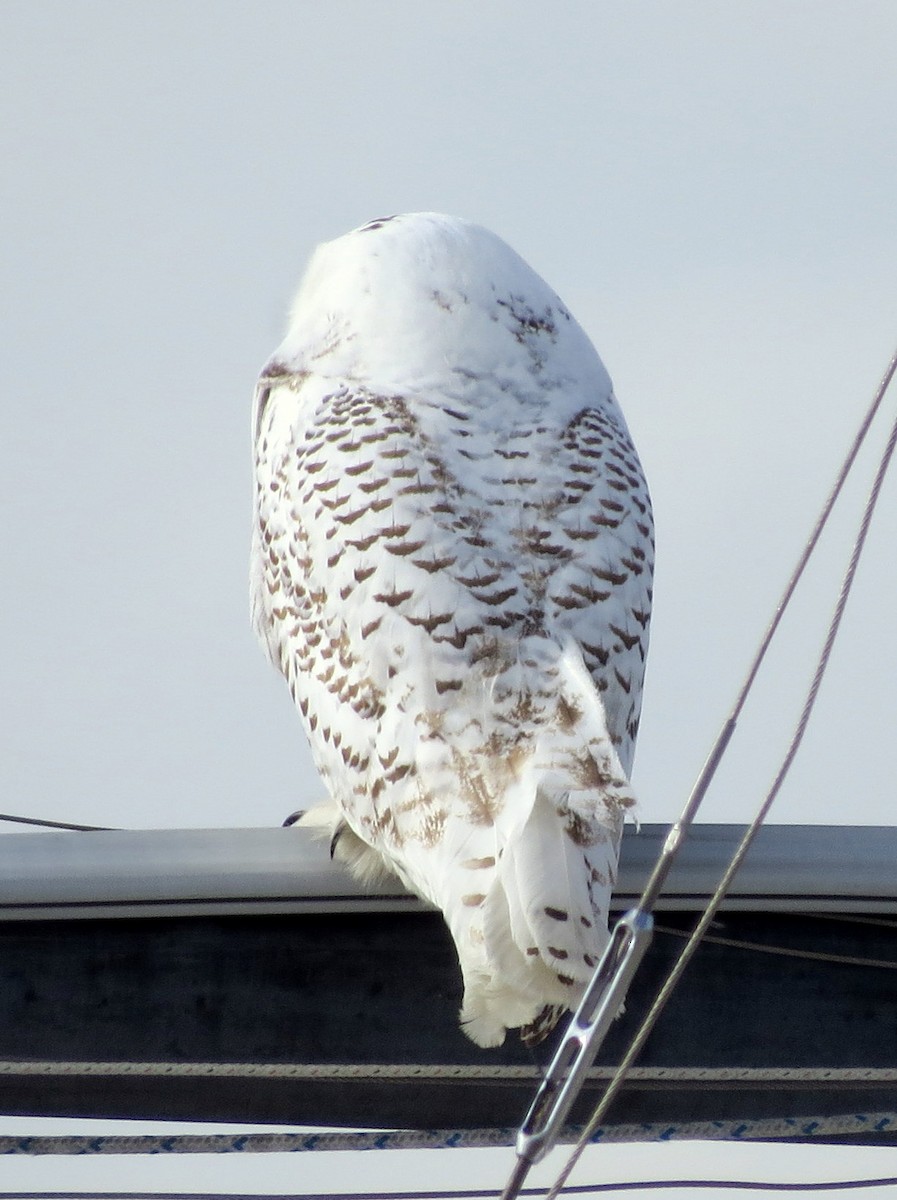 Snowy Owl - ML646315830