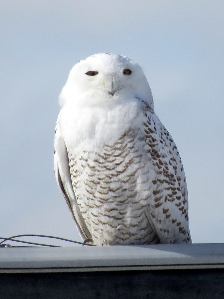 Snowy Owl - ML646315831