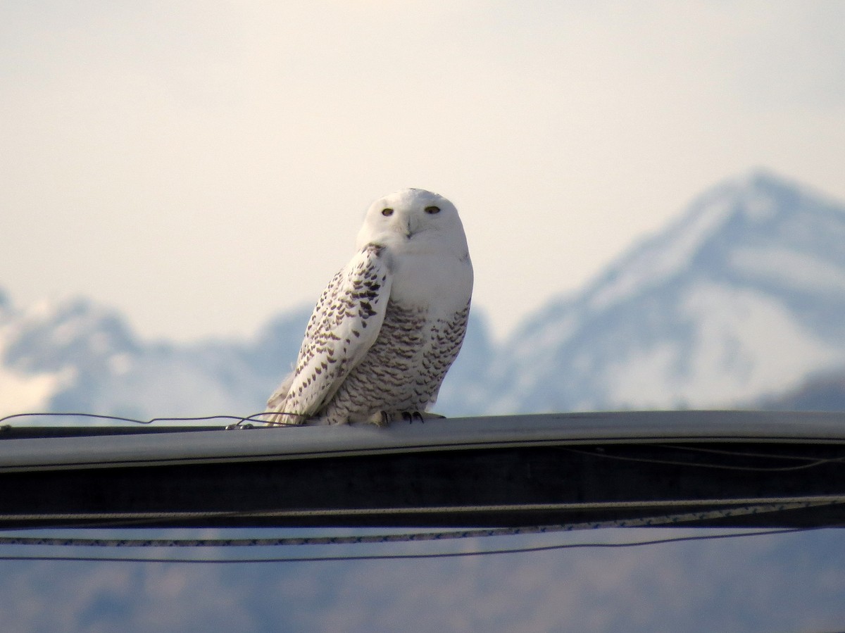 Snowy Owl - ML646315832