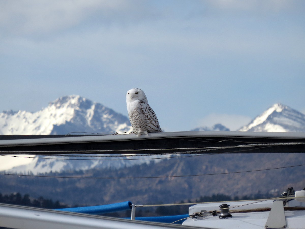 Snowy Owl - ML646315833