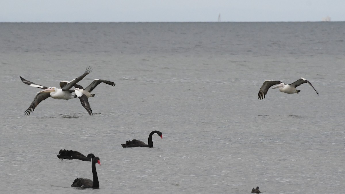 Australian Pelican - ML646315834