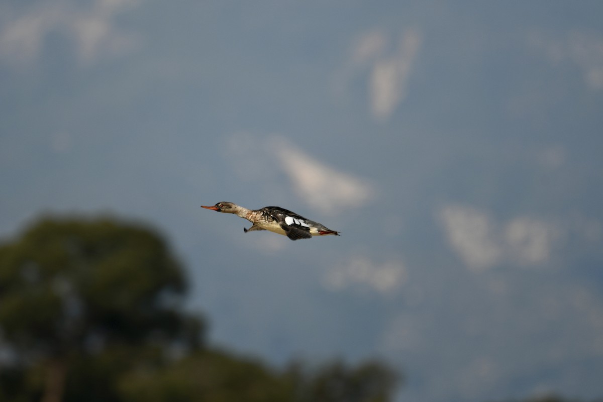 Red-breasted Merganser - ML646315835
