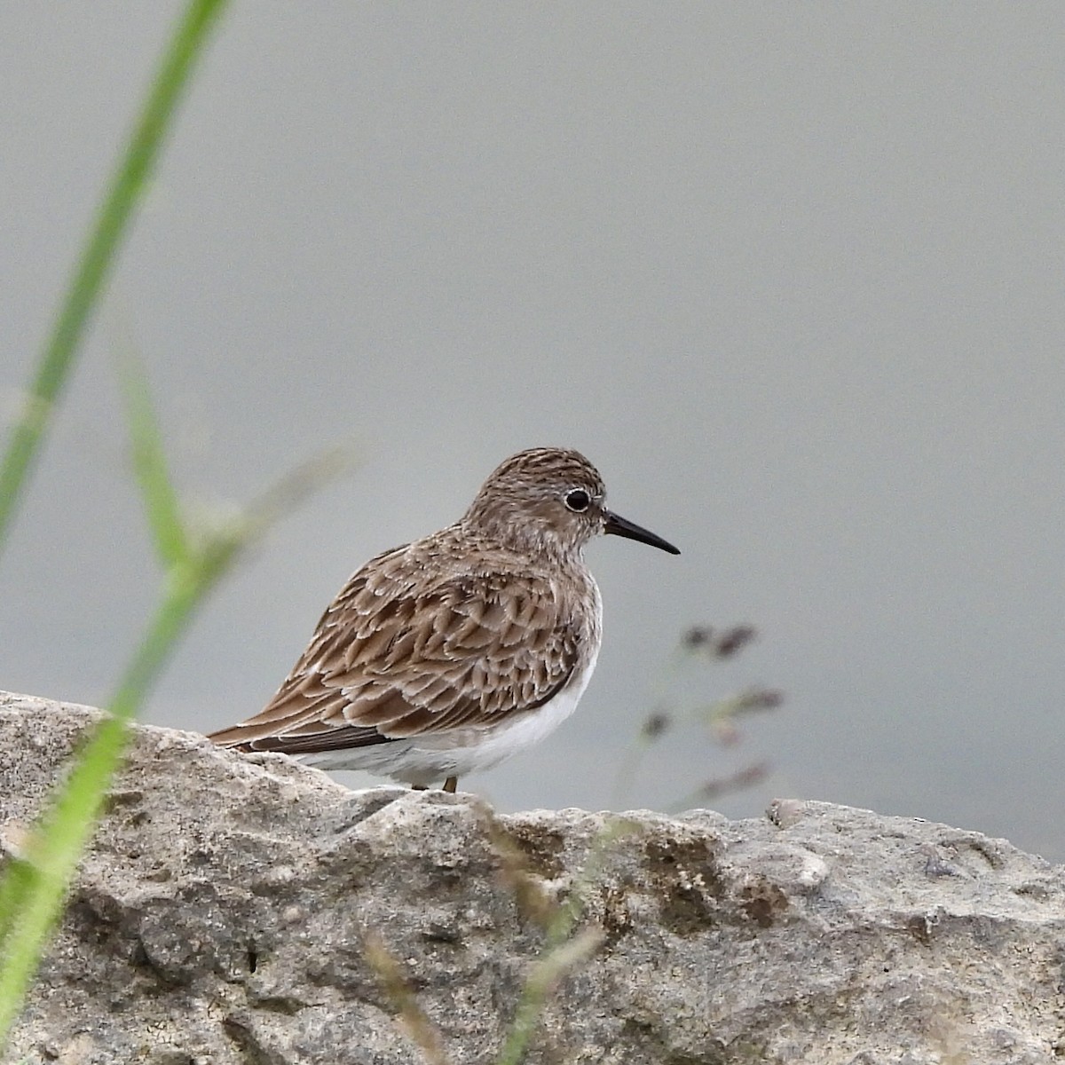 Least Sandpiper - ML646315836