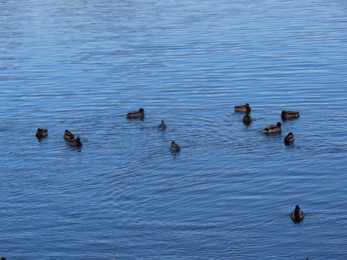 Mallard - ML646315837