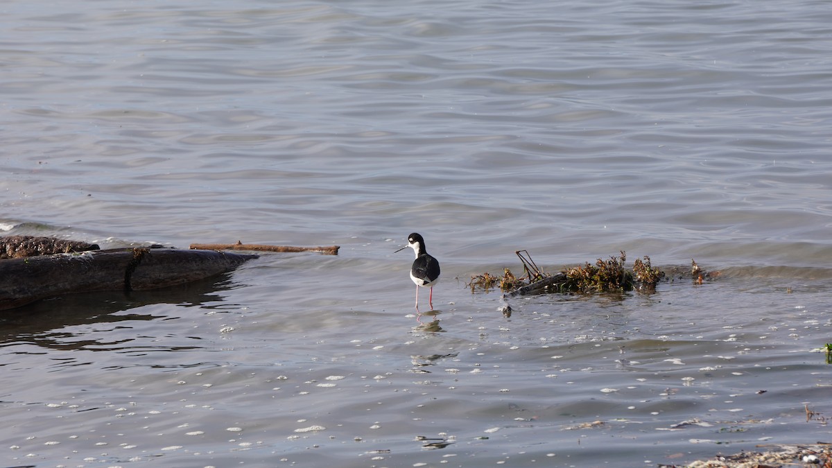 Black-necked Stilt - ML646315840