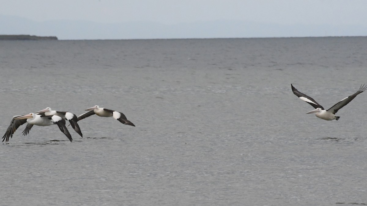 Australian Pelican - ML646315842