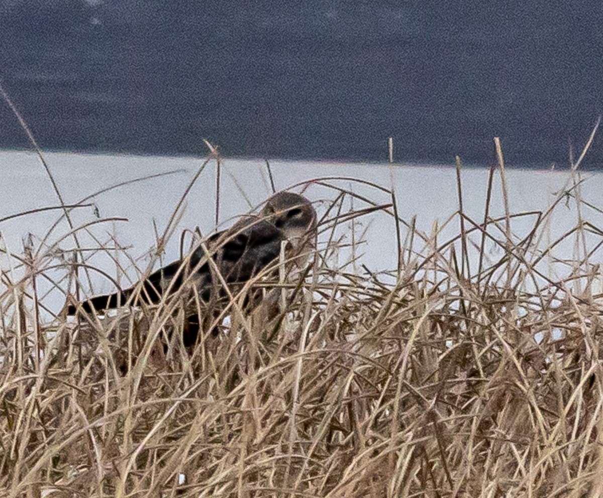 Northern Harrier - ML646315843