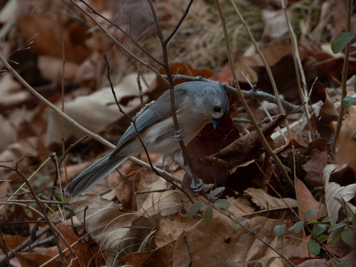 Ak Tepeli Baştankara - ML646315844