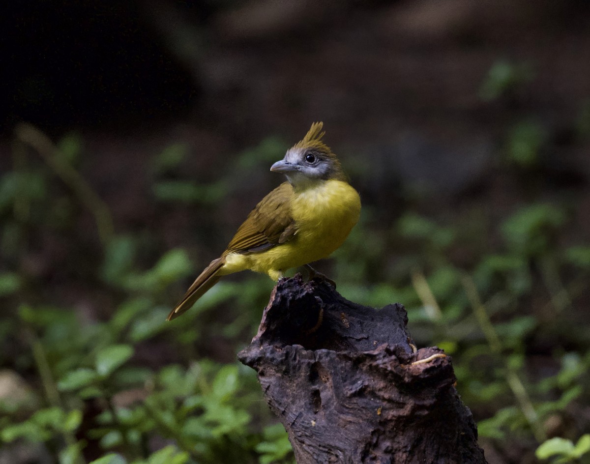 White-throated Bulbul - ML646315845
