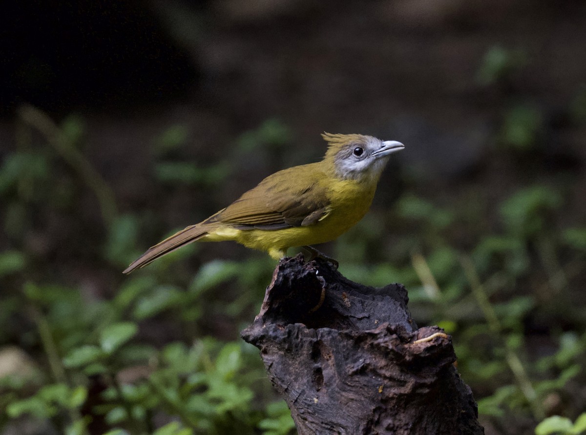 White-throated Bulbul - ML646315846