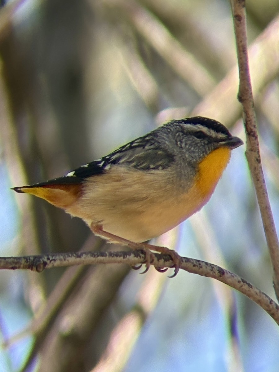 Spotted Pardalote - ML646315847