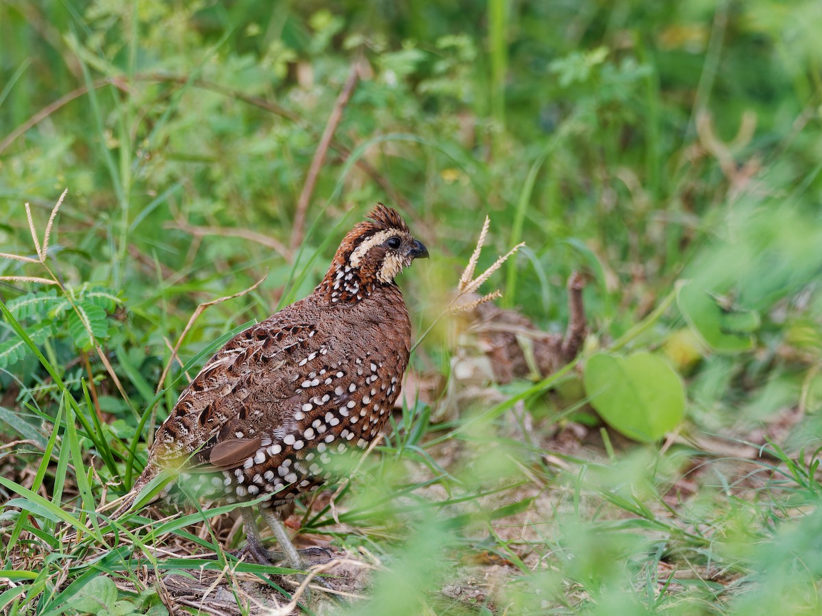 Spot-bellied Bobwhite - ML646315848