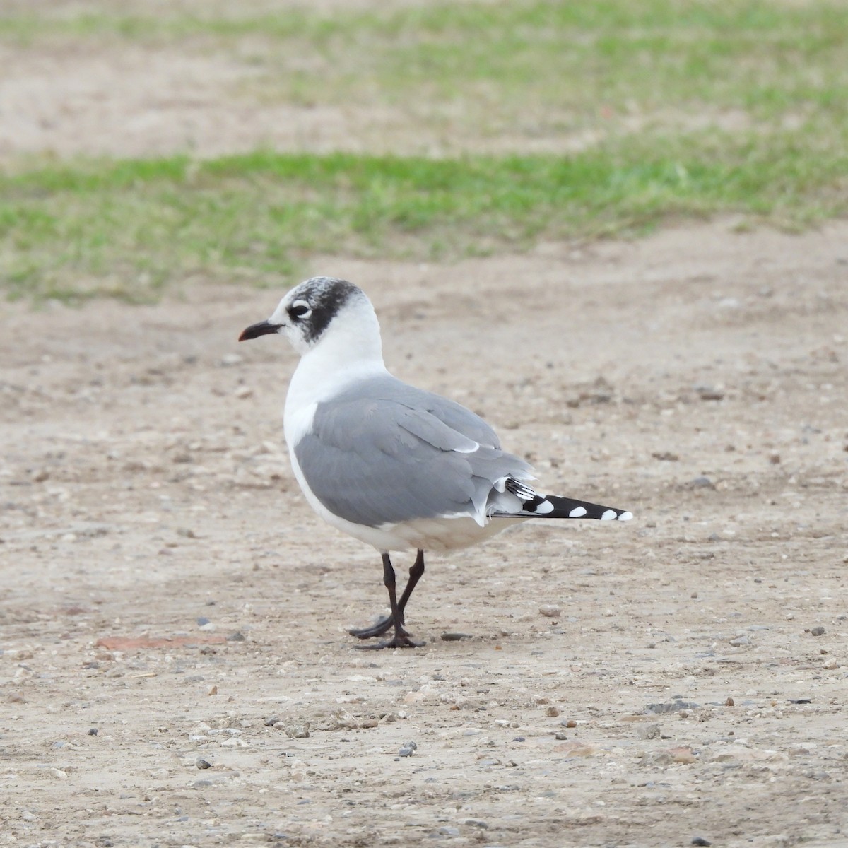 Franklin's Gull - ML646315849
