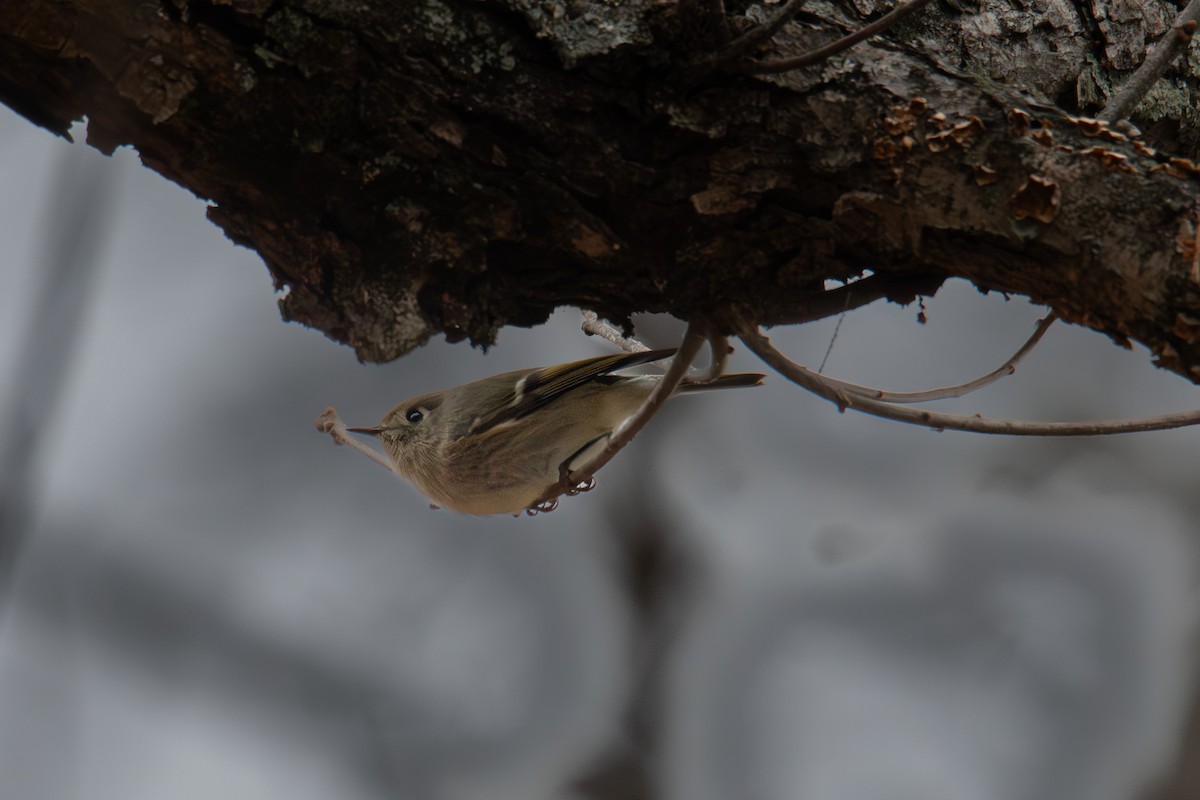 Gözlüklü Çalıkuşu - ML646315851